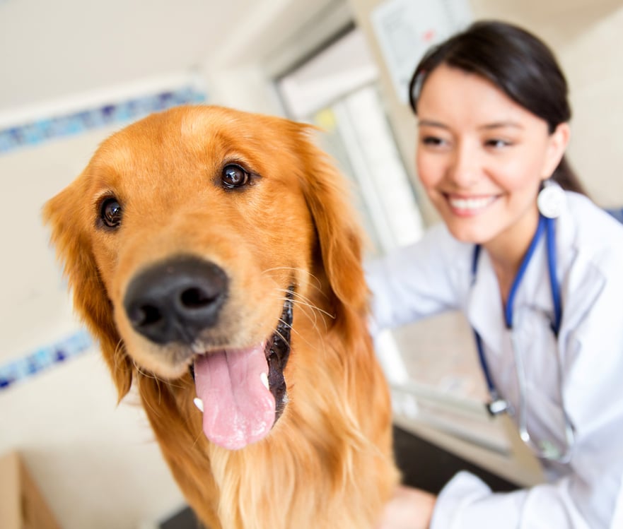 Cute dog at the vet getting a checkup