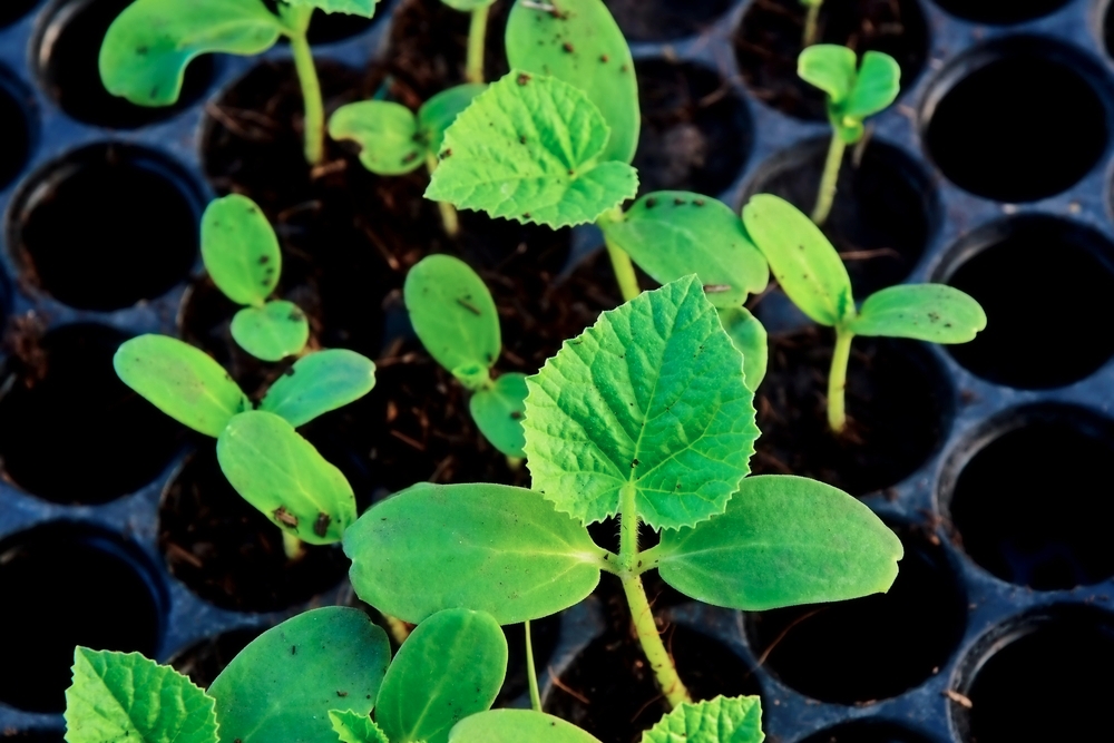 18 Creative Swag Bag Ideas